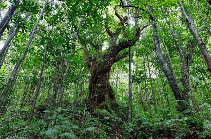 Département : 700 000 plants déjà mis en terre