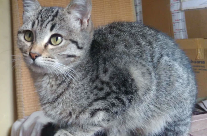 Animaux à adopter auprès du PA d'AC