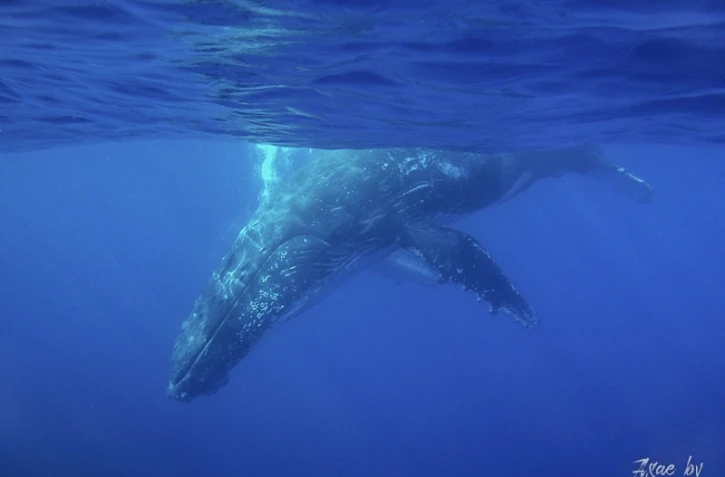 Photographie Asae bv