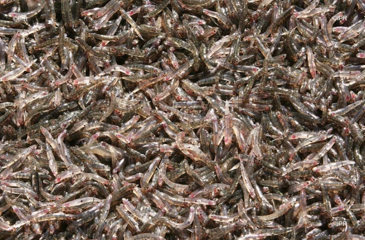 Bichique