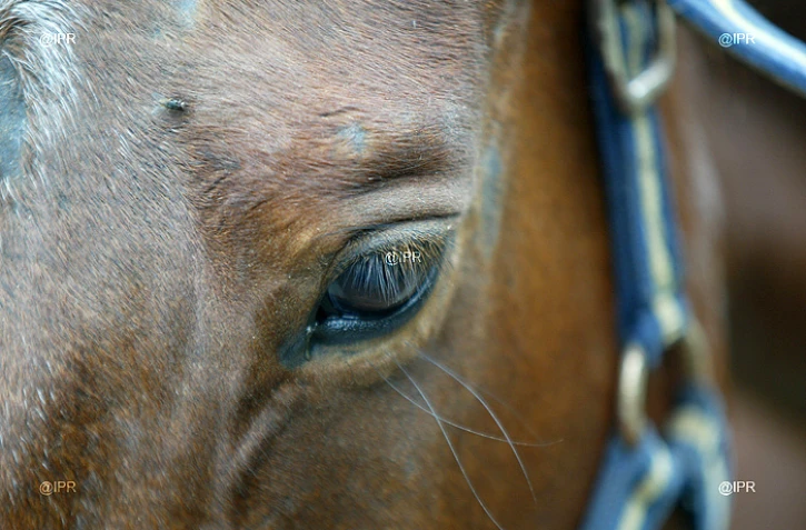 Cheval