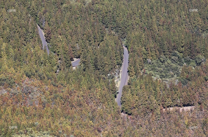 route forestière du volcan 
