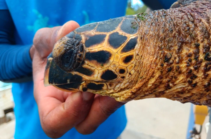 Deux nouvelles pensionnaires en deux jours chez Kélonia