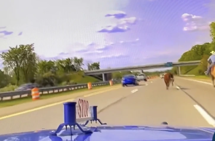 Aux États-Unis, un cowboy attrape au lasso une vache sur l’autoroute