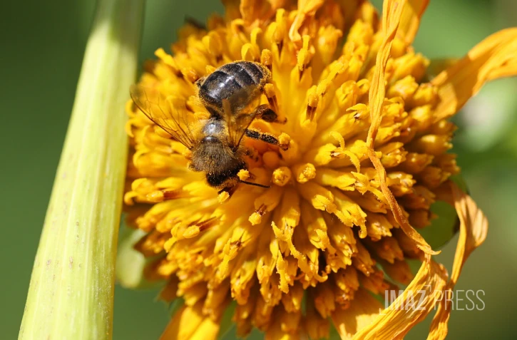 Abeille