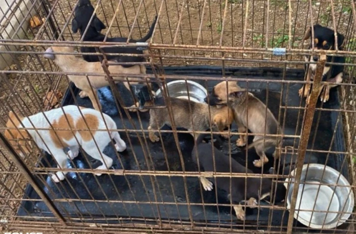 Maltraitance animal à Saint-André : 8 chiots maltraités et stockés dans un squat