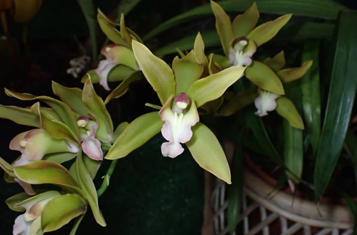 Saint-Pierre : exposition d’orchidées au Moulin à Café 