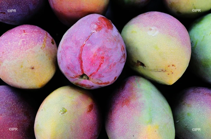 reportage légumes et fruits 