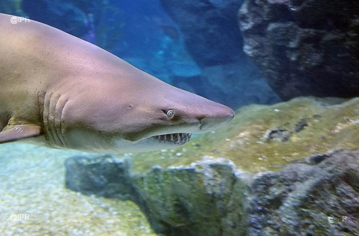 Requins