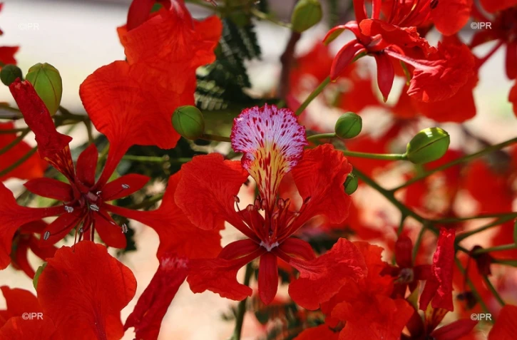 fleurs de flamboyants 