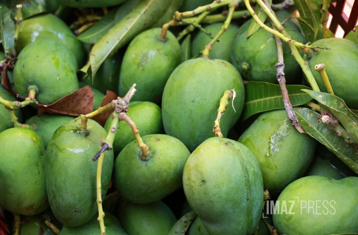 mangue verte 