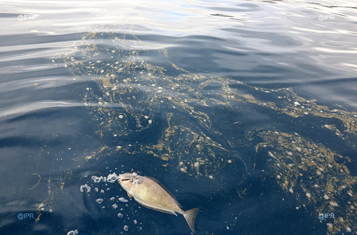 poisson mort 