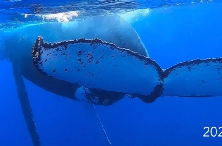 baleine à la pointe au sel juillet 2022