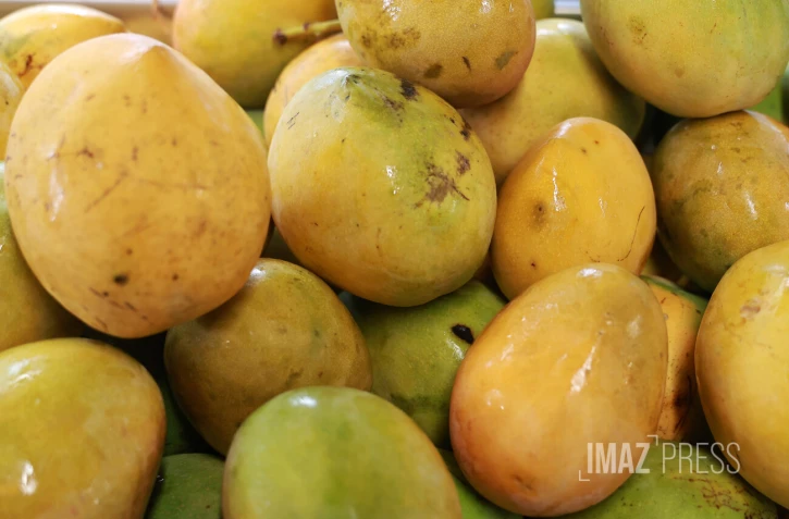 mangue josé