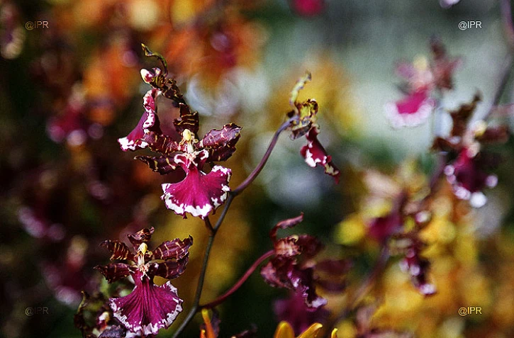 salon Flore et halle