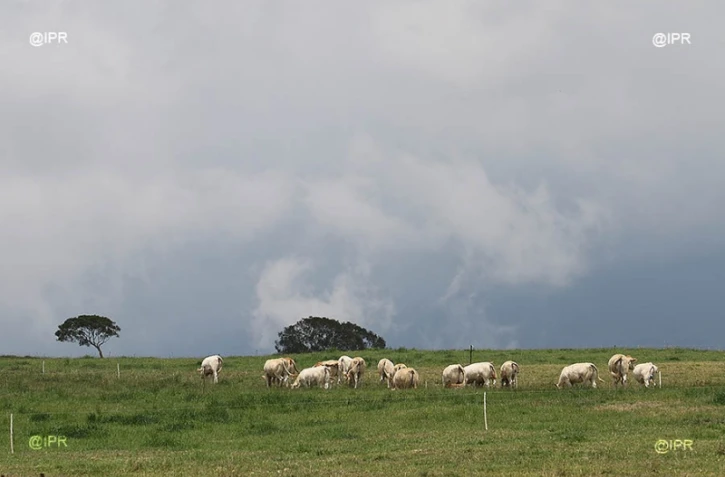 Vaches 