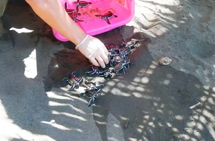 Tahiti : un nid de tortues marines découvert dans un jardin