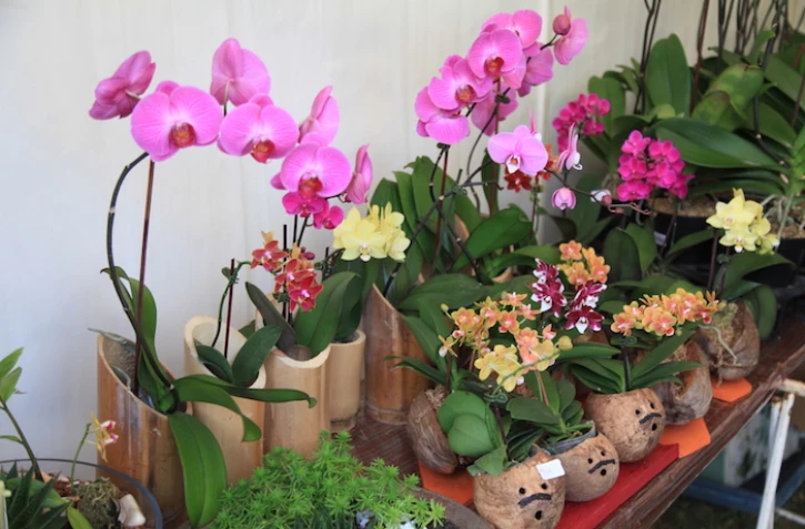 festi-plantes à saint andré thème bien être