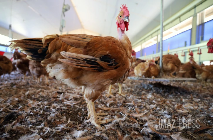 ferme de poulet bio péi 
