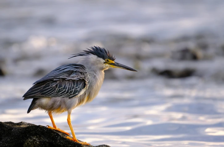  Bois de pomme  / Giovanni POULBASSIA