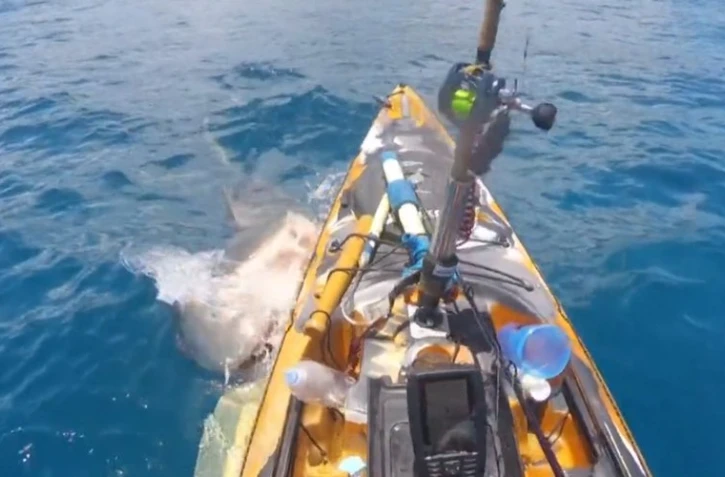 Hawaï : attaqué par un requin, un pêcheur en kayak filme la scène impressionnante [?]