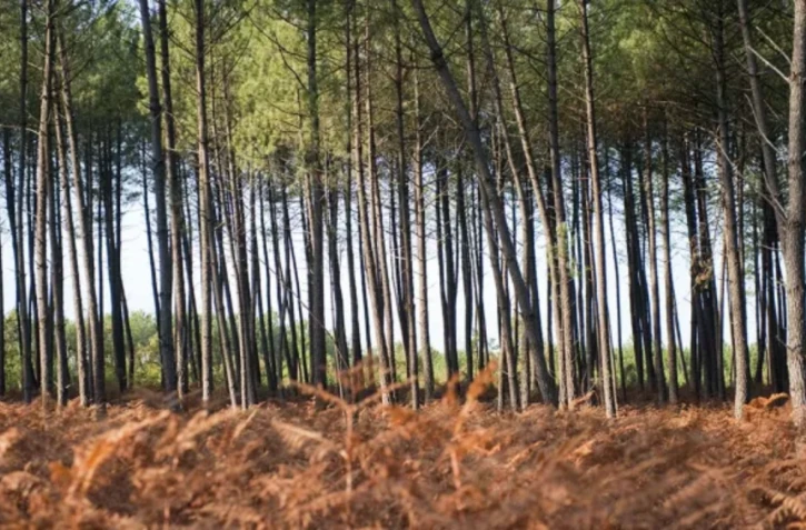 Pascal Xicluna / agriculture.gouv.fr