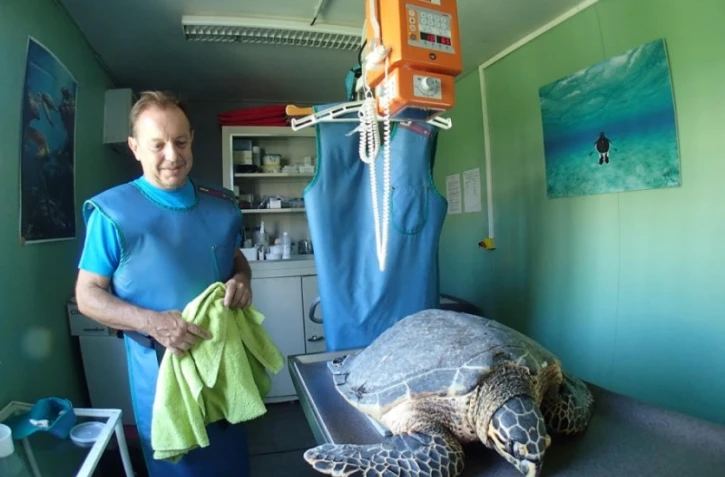 Tortue, imbriquée, Victoria, soignée, Kélonia, hameçon