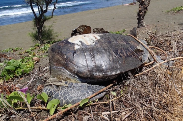 Tortue sans tête 