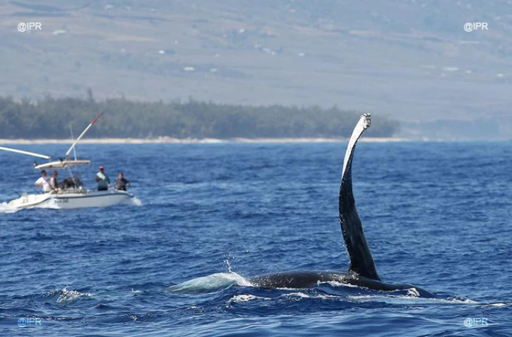 Baleines