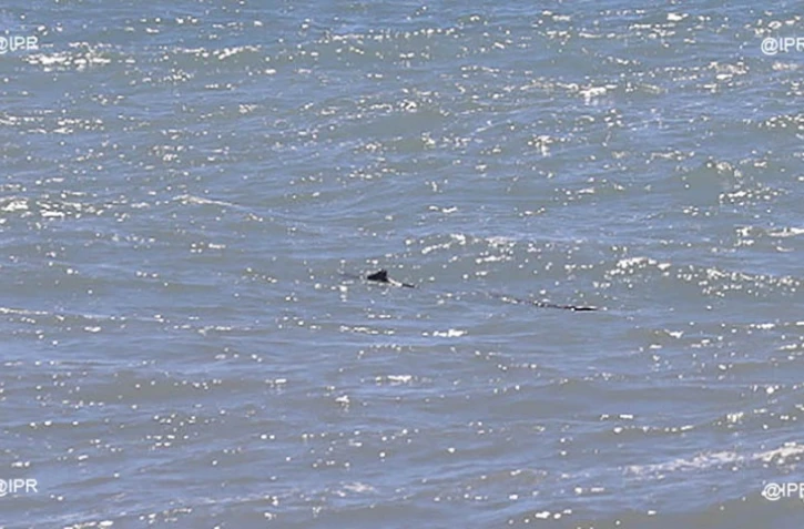 Requins rivière du mat