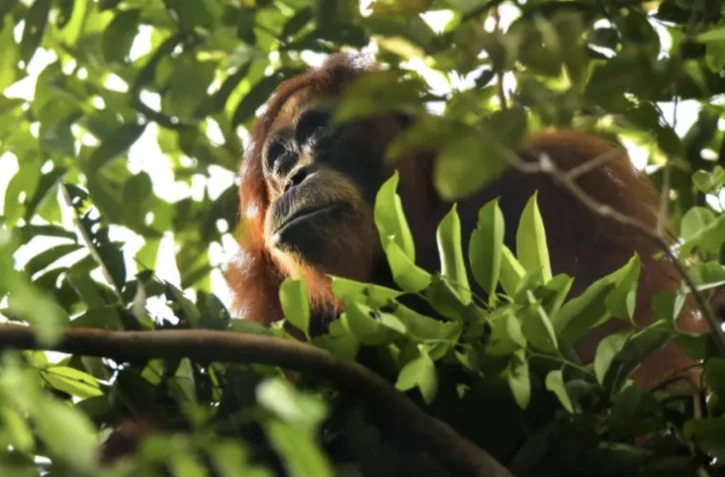 Blessé au visage, un orang-outan de Sumatra s'est soigné avec un pansement fabriqué à partir d'une plante médicinale ( AFP / CHAIDEER MAHYUDDIN )