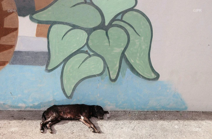 chiens 