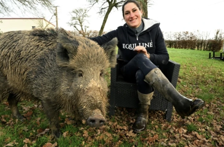 Elodie Cappé, le 24 décembre 2024 avec son sanglier apprivoisé Rillette, près de Chaource, dans l'Aube ( AFP / FRANCOIS NASCIMBENI )