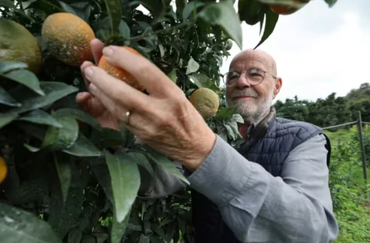 Le producteur de clémentines Jean-Paul Mancel cueille un fruit dans son verger de Santa-Lucia-di-Moriani, en Corse, le 14 novembre 2025 ( AFP / Pascal POCHARD-CASABIANCA )