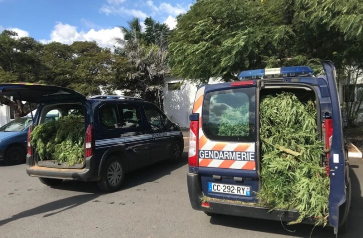  La gendarmerie découvre de 262 pieds de cannabis 