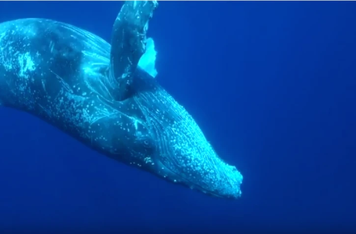 Plongée aux côtés d'une baleine curieuse