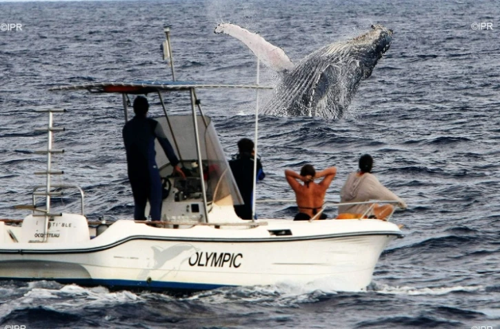 baleines 