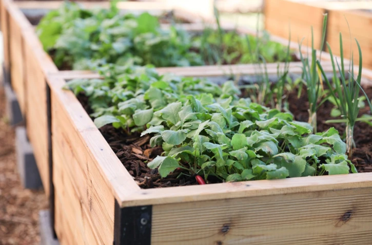  Saint-Denis : inauguration d’un jardin nourricier au Butor 
