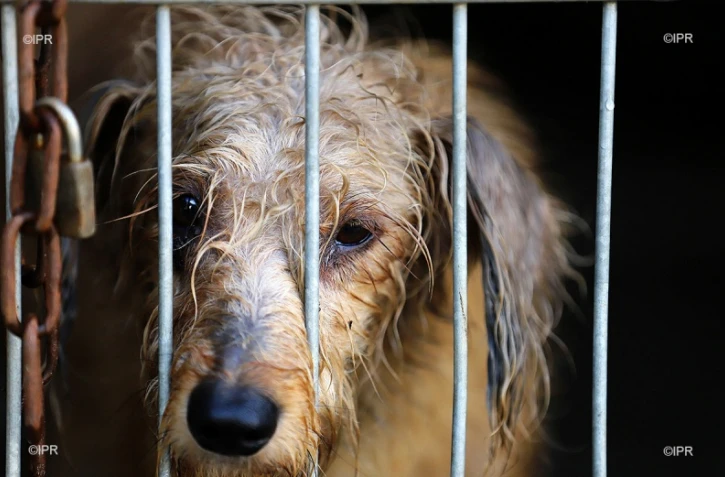 fourrière de saint-marie 