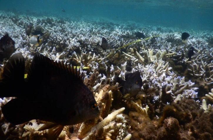 blanchissement des coraux