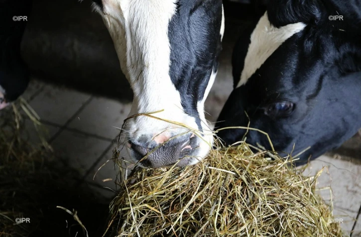 vaches 