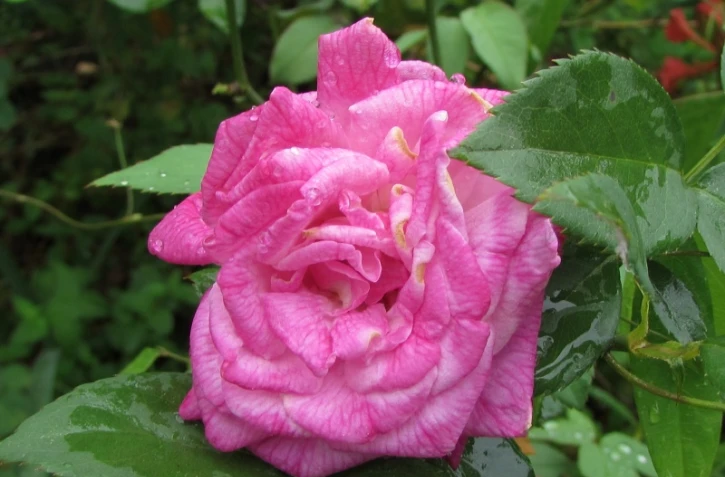 rose édouard, roses bourbon