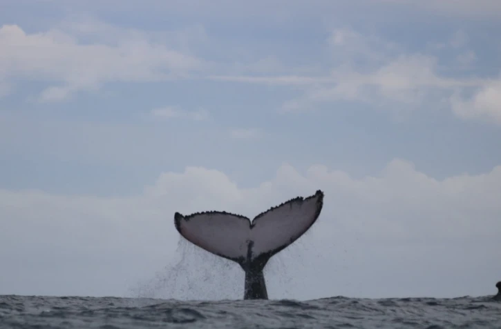 Des baleines comme si il en pleuvait