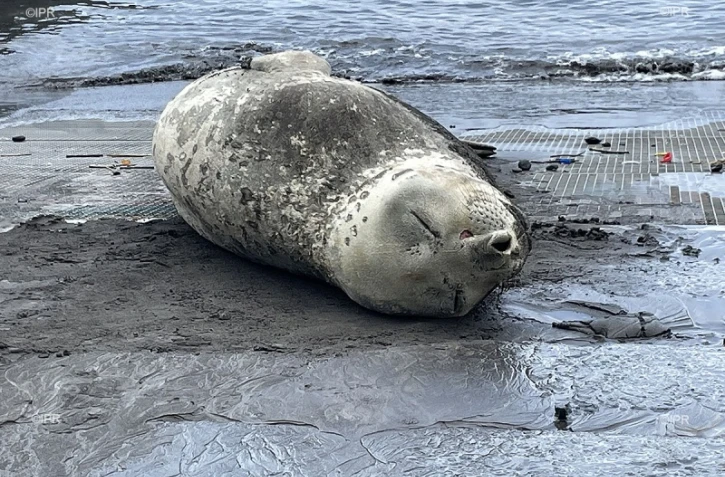 phoque échoué