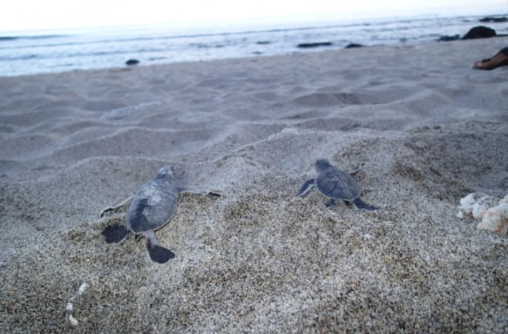 Tortues Kélonia