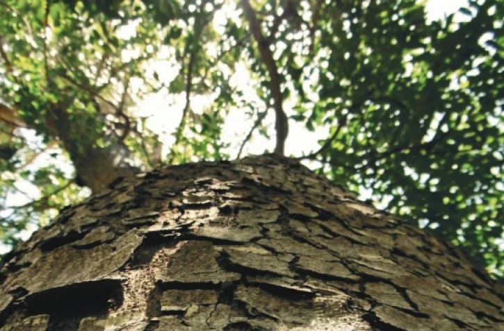 Expositions sur les arbres de l'Ouest (Photo : Mairie de Saint-Paul)