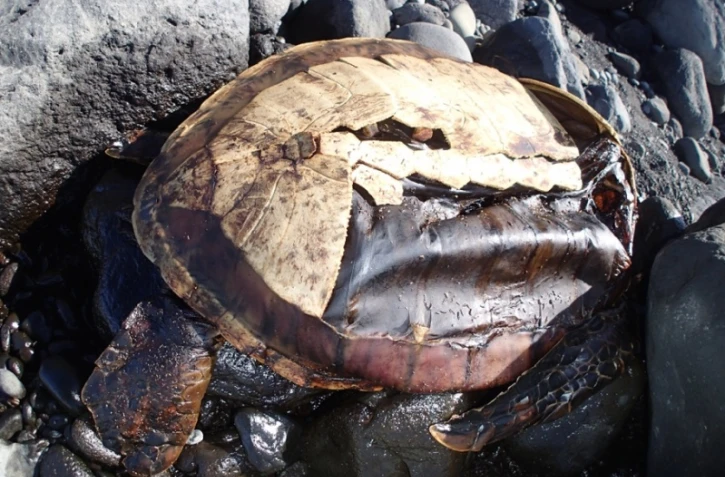 Pierrefond - Une nouvelle tortue retrouvée morte
