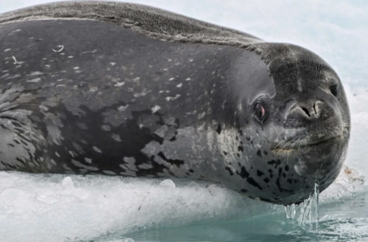 Un phoque léopard (Hydrurga leptonyx) photographié sur l’île Livingston, dans l’archipel des îles Shetland du Sud, en Antarctique, le 27 janvier 2024 ( AFP / Juan BARRETO )