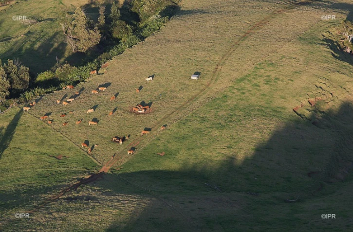 vaches 