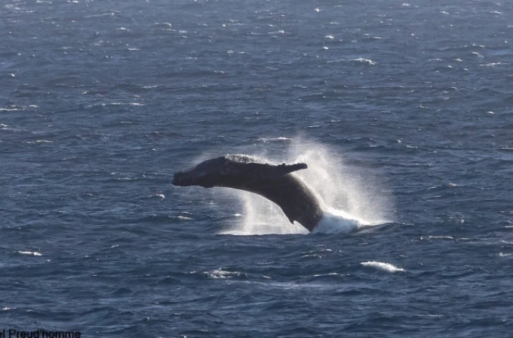 Sauts de baleines grandioses à Cap Méchant